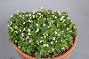 <em>Maianthemum bifolium kamschaticum</em>